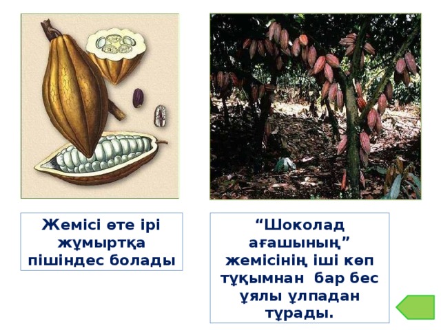 “ Шоколад ағашының” жемісінің іші көп тұқымнан бар бес ұялы ұлпадан тұрады. Жемісі өте ірі жұмыртқа пішіндес болады