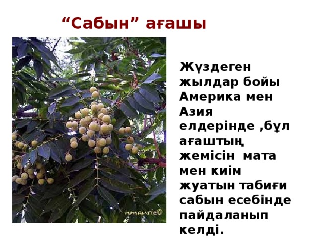 “ Сабын” ағашы Жүздеген жылдар бойы Америка мен Азия елдерінде ,бұл ағаштың жемісін мата мен киім жуатын табиғи сабын есебінде пайдаланып келді.