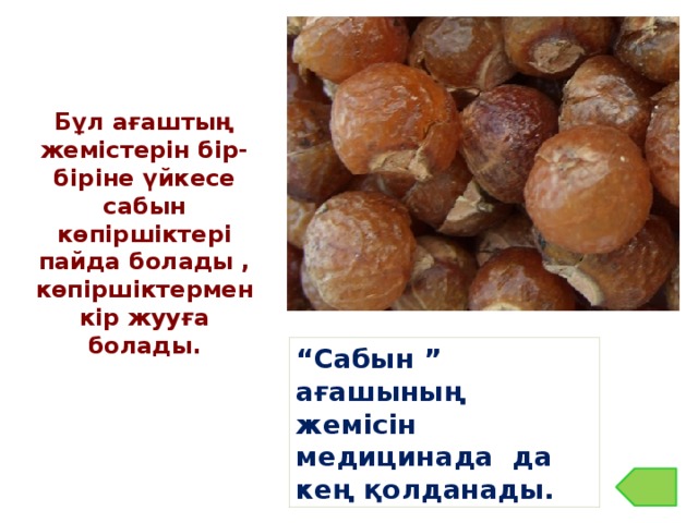 Бұл ағаштың жемістерін бір-біріне үйкесе сабын көпіршіктері пайда болады , көпіршіктермен кір жууға болады. “ Сабын ” ағашының жемісін медицинада да кең қолданады.