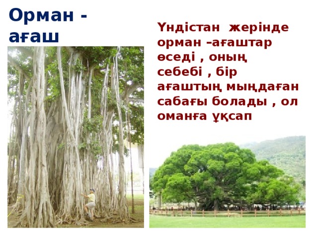 Орман - ағаш Үндістан жерінде орман –ағаштар өседі , оның себебі , бір ағаштың мыңдаған сабағы болады , ол оманға ұқсап тұрады (баньян).