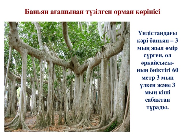 Баньян ағашынан түзілген орман көрінісі  Үндістандағы кәрі баньян – 3 мың жыл өмір сүрген, ол әрқайсысы- ның биіктігі 60 метр 3 мың үлкен және 3 мың кіші сабақтан тұрады.