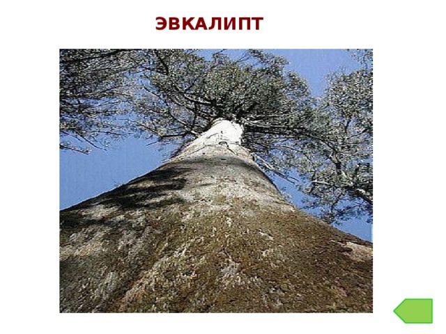 ЭВКАЛИПТ