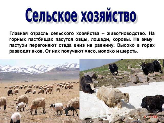 Главная отрасль сельского хозяйства – животноводство. На горных пастбищах пасутся овцы, лошади, коровы. На зиму пастухи перегоняют стада вниз на равнину. Высоко в горах разводят яков. От них получают мясо, молоко и шерсть.