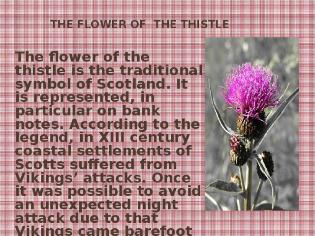 The Flower of the Thistle