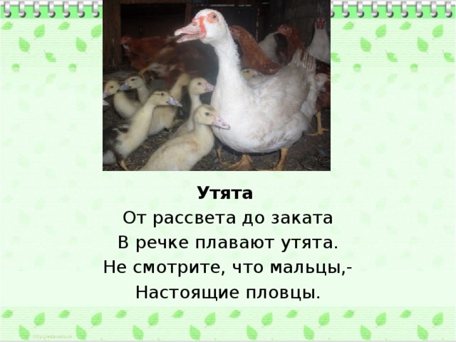 Утята От рассвета до заката В речке плавают утята. Не смотрите, что мальцы,- Настоящие пловцы.