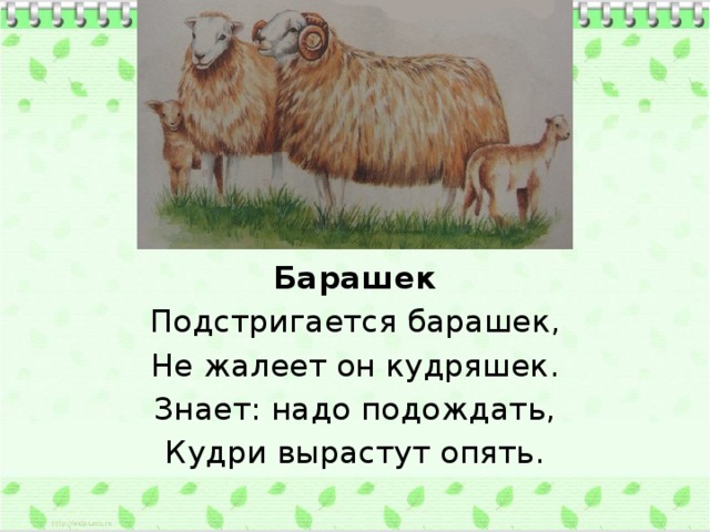 Барашек Подстригается барашек, Не жалеет он кудряшек. Знает: надо подождать, Кудри вырастут опять.