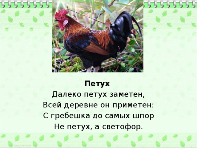 Петух Далеко петух заметен, Всей деревне он приметен: С гребешка до самых шпор Не петух, а светофор.