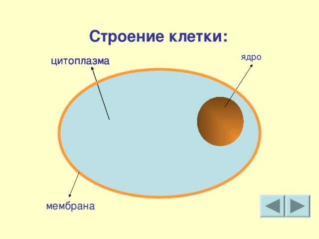 Строение клетки: ядро цитоплазма цитоплазма цитоплазма мембрана