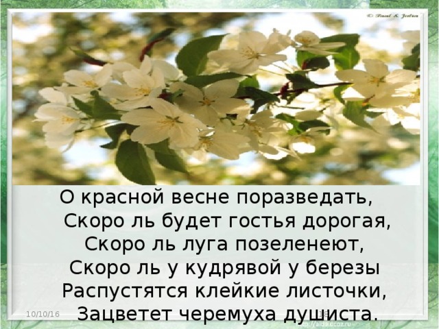 Полетела по ранним цветочкам   О красной весне поразведать,  Скоро ль будет гостья дорогая,  Скоро ль луга позеленеют,  Скоро ль у кудрявой у березы  Распустятся клейкие листочки,  Зацветет черемуха душиста. 10/10/16