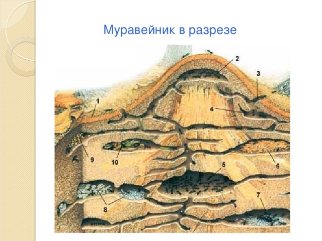 Муравейник в разрезе