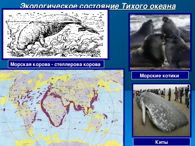 Экологическое состояние Тихого океана Морская корова - стеллерова корова Морские котики Киты