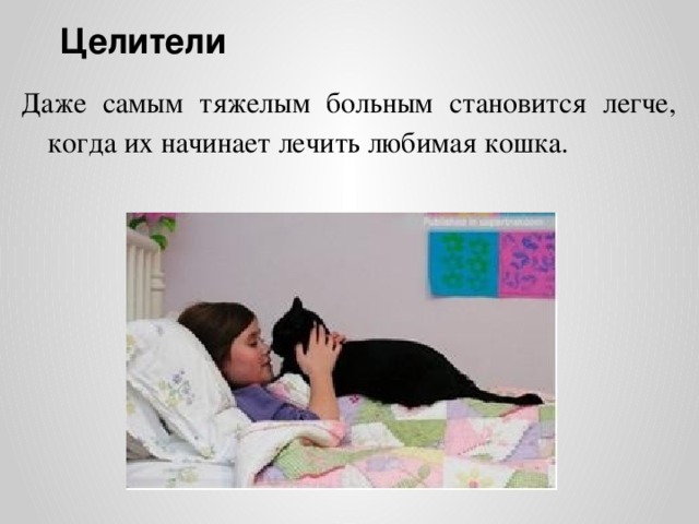 Целители Даже самым тяжелым больным становится легче, когда их начинает лечить любимая кошка.