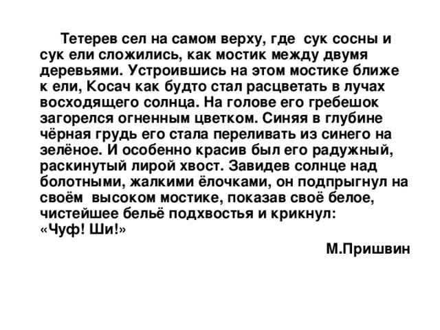 Тетерев сел на самом верху, где сук сосны и сук ели сложились, как мостик между двумя деревьями. Устроившись на этом мостике ближе к ели, Косач как будто стал расцветать в лучах восходящего солнца. На голове его гребешок загорелся огненным цветком. Синяя в глубине чёрная грудь его стала переливать из синего на зелёное. И особенно красив был его радужный, раскинутый лирой хвост. Завидев солнце над болотными, жалкими ёлочками, он подпрыгнул на своём высоком мостике, показав своё белое, чистейшее бельё подхвостья и крикнул: «Чуф! Ши!» М.Пришвин