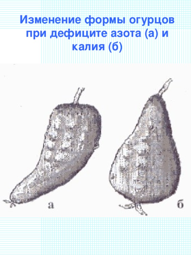 Изменение формы огурцов при дефиците азота (а) и калия (б)