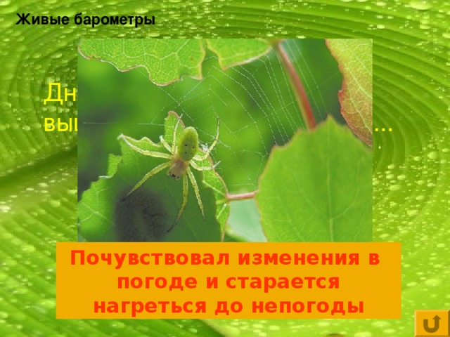 Живые барометры Днем, в самую жару, паук вышел на охоту - это значит... Почувствовал изменения в погоде и старается нагреться до непогоды