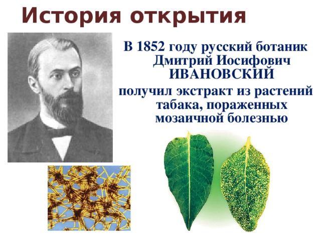 История открытия В 1852 году русский ботаник Дмитрий Иосифович ИВАНОВСКИЙ получил экстракт из растений табака, пораженных мозаичной болезнью