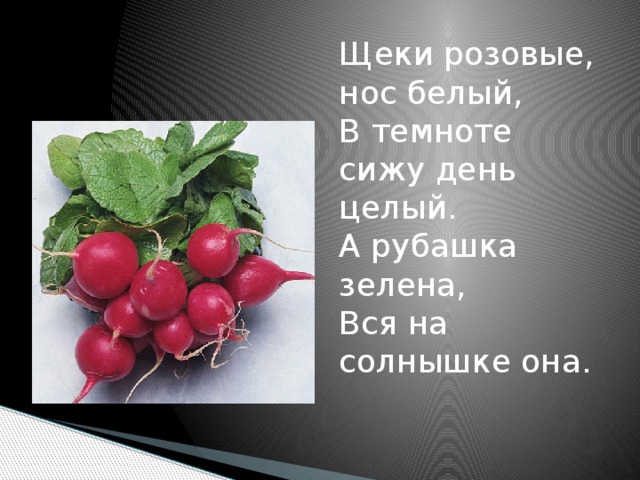 Щеки розовые, нос белый,  В темноте сижу день целый.  А рубашка зелена,  Вся на солнышке она.