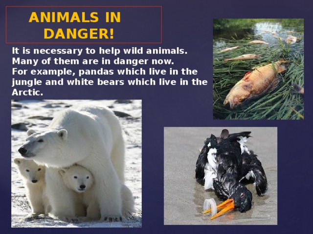 ANIMALS IN  DANGER! It is necessary to help wild animals. Many of them are in danger now. For example, pandas which live in the jungle and white bears which live in the Arctic.
