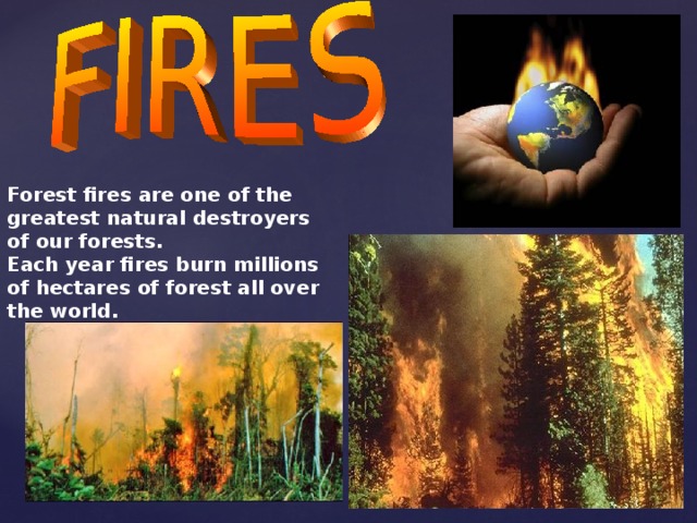 Forest fires are one of the greatest natural destroyers of our forests. Each year fires burn millions of hectares of forest all over the world.