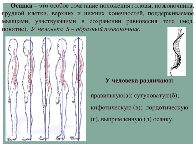 Осанка – это особое сочетание положения головы, позвоночника, грудной клетки, верхних и нижних конечностей, поддерживаемое мышцами, участвующими в сохранении равновесия тела (мед. понятие). У человека S – образный позвоночник.   У человека различают:  правильную(а); сутуловатую(б); кифотическую (в); лордотическую (г), выпрямленную (д) осанку.