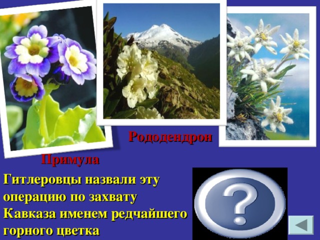   Рододендрон Примула Гитлеровцы назвали эту операцию по захвату Кавказа именем редчайшего горного цветка Эдельвейс