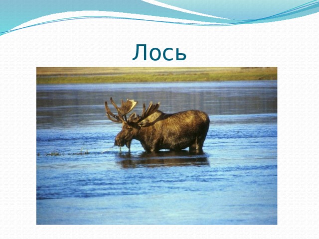 Лось