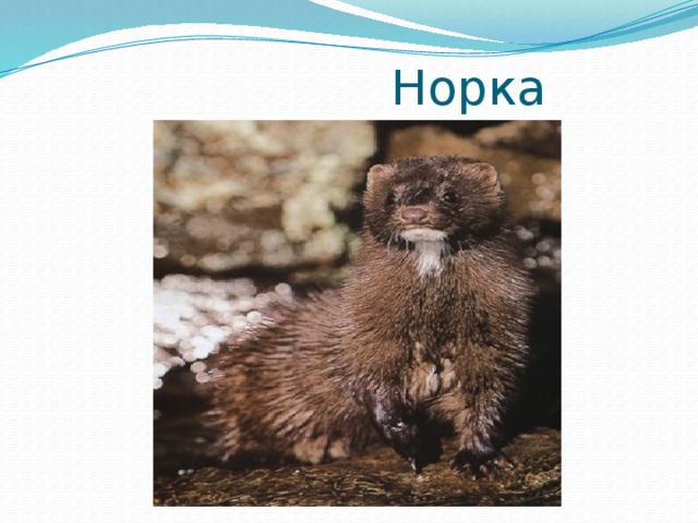 Норка