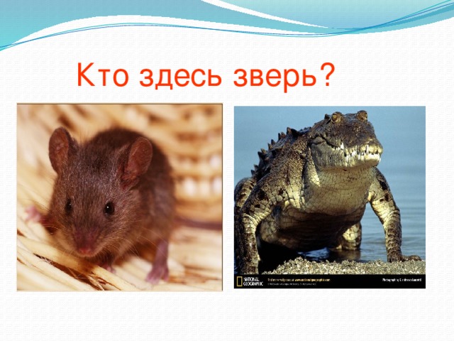 Кто здесь зверь?