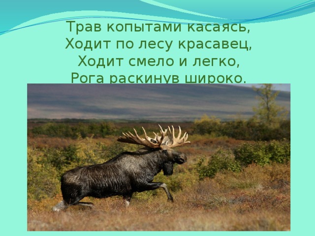 Трав копытами касаясь,  Ходит по лесу красавец,  Ходит смело и легко,  Рога раскинув широко.