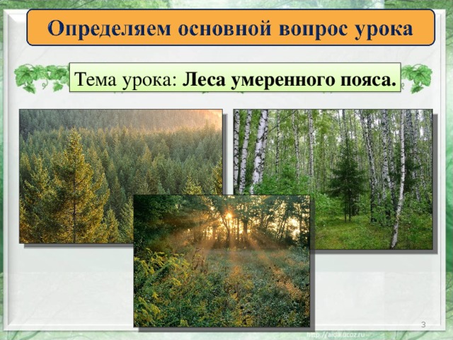 Тема урока: Леса умеренного пояса.