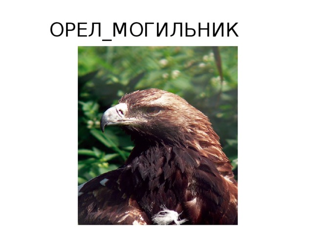 ОРЕЛ_МОГИЛЬНИК
