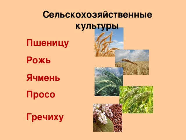 Сельскохозяйственные культуры  Пшеницу  Рожь  Ячмень  Просо  Гречиху
