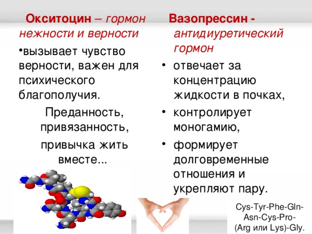 Вазопрессин функции гормона. Окситоцин гормон функции таблица. Окситоцин функции гормона. Вазопрессин и окситоцин функции. Вазопрессин и окситоцин гормоны.