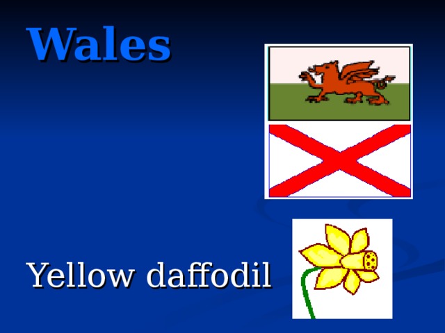 Wales Yellow daffodil
