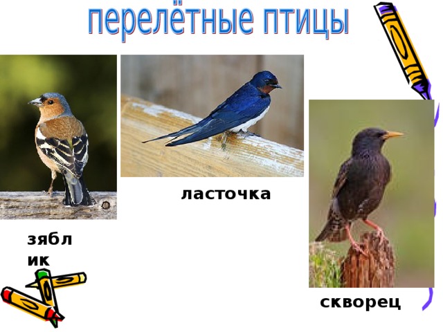 ласточка зяблик скворец