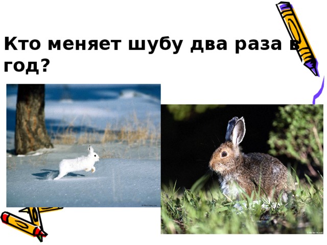 Белка меняет шубку