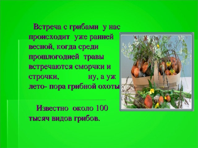 Встреча с грибами у нас происходит уже ранней весной, когда среди прошлогодней травы встречаются сморчки и строчки, ну, а уж лето- пора грибной охоты.  Известно около 100 тысяч видов грибов.