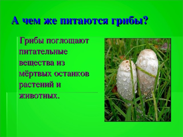 А чем же питаются грибы?  Грибы поглощают питательные вещества из мёртвых останков растений и животных.