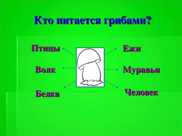 Кто питается грибами? Птицы Ежи Волк Муравьи Человек Белка