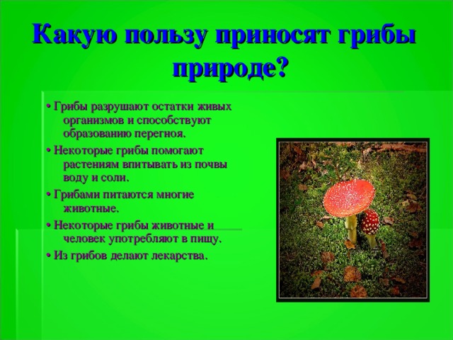 Какую пользу приносят грибы природе? • Грибы разрушают остатки живых организмов и способствуют образованию перегноя. • Некоторые грибы помогают растениям впитывать из почвы воду и соли. • Грибами питаются многие животные. • Некоторые грибы животные и человек употребляют в пищу. • Из грибов делают лекарства.