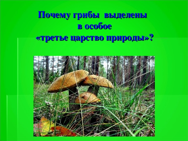 Почему грибы. Грибы часть живой природы. Почему грибы особое царство природы. Выделение у грибов. Зачем грибы в природе.