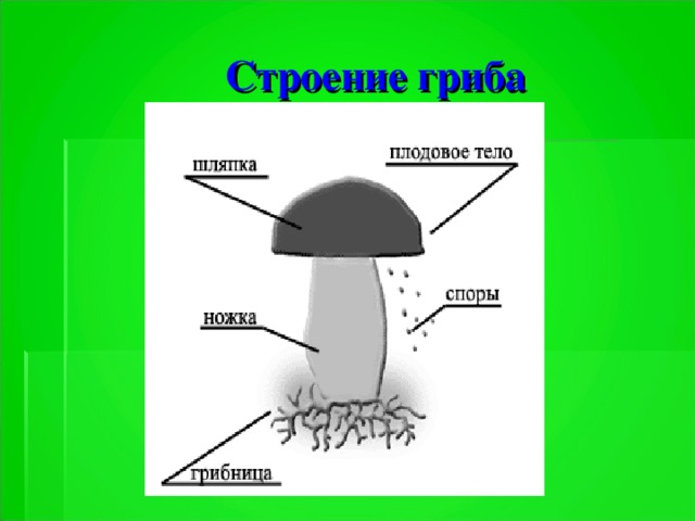 Строение гриба