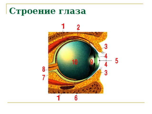 Нарисовать глаз биология