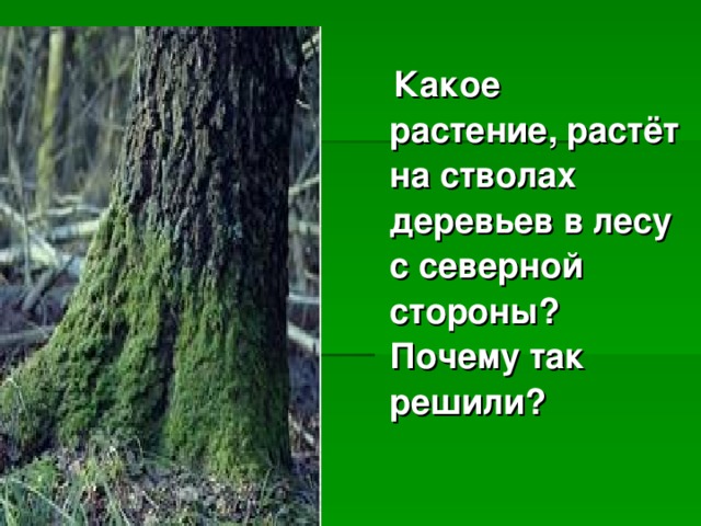 Какое растение, растёт на стволах деревьев в лесу с северной стороны? Почему так решили?