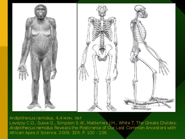 Ardipithecus ramidus, 4,4 млн. лет Lovejoy C.O., Suwa G., Simpson S.W., Matternes J.H., White T. The Greate Divides: Ardipithecus ramidus Reveals the Postcrania of Our Last Common Ancestors with African Apes // Science. 2009. 326. P. 100 - 106.
