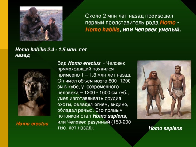 Около 2 млн лет назад произошел первый представитель рода Homo - Homo habilis , или Человек умелый. Homo habilis 2.4 - 1.5 млн. лет назад  Вид Homo erectus - Человек прямоходящий появился примерно 1 – 1,3 млн лет назад. Он имел объем мозга 800- 1200 см в кубе, у современного человека – 1200 - 1600 см куб., умел изготавливать орудия охоты, овладел огнем, видимо, обладал речью. Его прямым потомком стал Homo sapiens , или Человек разумный (150-200 тыс. лет назад). В завершение повторите предлагаемые действия и их преимущества. Говорите убежденно и уверенно, и вы продадите свои идеи. Homo erectus  Homo sapiens 17