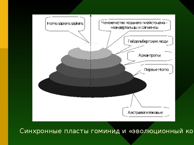 Человечество позднего плейстоцена – неандертальцы и сапиенсы Homo  sapiens sapiens Гейдельбергские люди Архантропы Первые Homo  Синхронные пласты гоминид и «эволюционный конус»  Австралопитековые