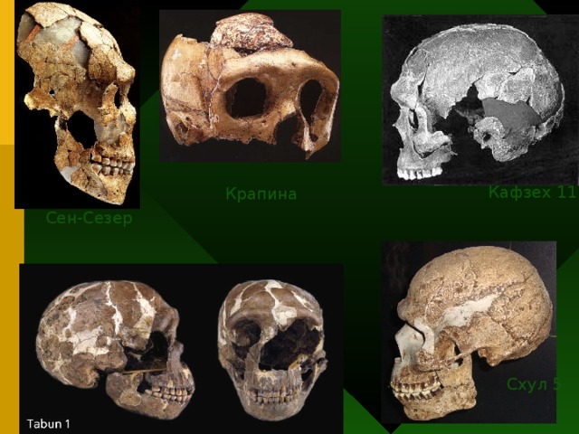 Человечество позднего плейстоцена – неандертальцы и сапиенсы Homo  sapiens sapiens Гейдельбергские люди Архантропы Первые Homo  Австралопитековые