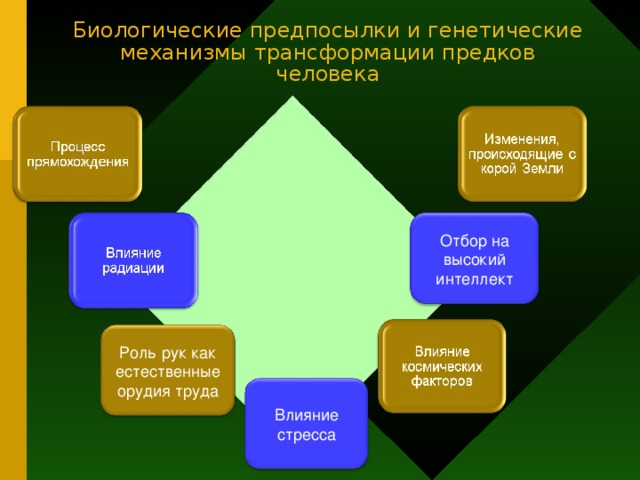 Биологические предпосылки и генетические механизмы трансформации предков человека Отбор на высокий интеллект Роль рук как естественные орудия труда Влияние стресса