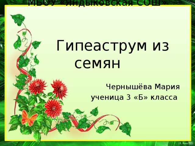 МБОУ «Яндыковская СОШ»      Гипеаструм из семян Чернышёва Мария  ученица 3 «Б» класса